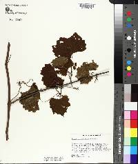 Vitis rotundifolia image