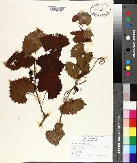 Vitis rotundifolia image