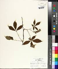 Parthenocissus quinquefolia image