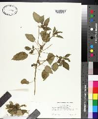 Acalypha ostryifolia image