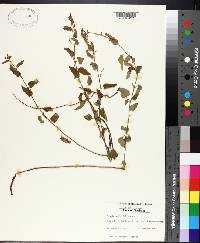 Tragia urticifolia image