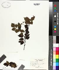 Ampelopsis arborea image