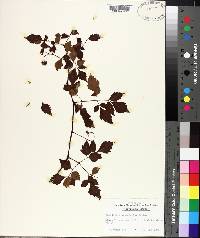 Ampelopsis arborea image