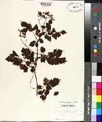 Ampelopsis arborea image