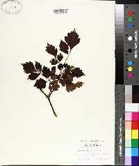 Ampelopsis arborea image