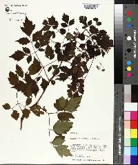 Ampelopsis arborea image