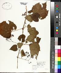 Ampelopsis cordata image