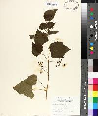 Ampelopsis cordata image