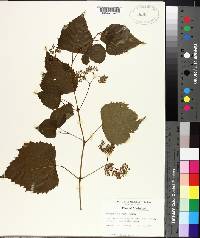 Ampelopsis cordata image