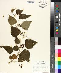 Ampelopsis cordata image