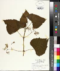 Ampelopsis cordata image