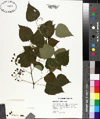 Ampelopsis cordata image