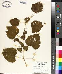 Ampelopsis cordata image