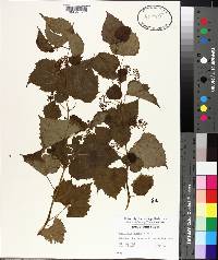 Ampelopsis cordata image