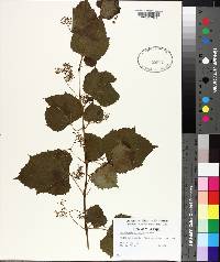 Ampelopsis cordata image