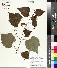 Ampelopsis cordata image