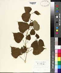 Ampelopsis cordata image