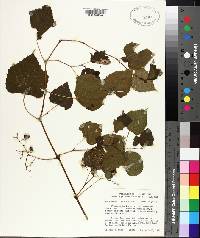 Ampelopsis cordata image