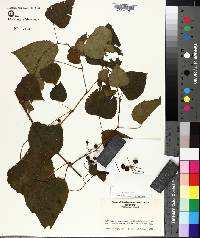 Ampelopsis cordata image