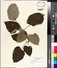 Tilia heterophylla image