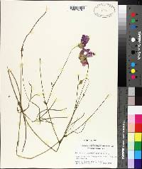 Callirhoe papaver image