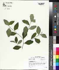 Sida rhombifolia image