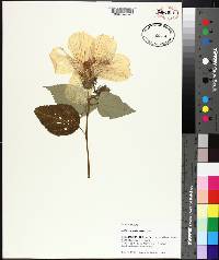 Hibiscus lasiocarpos image