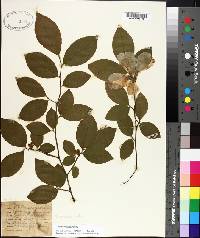 Stewartia malacodendron image