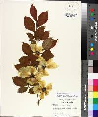 Stewartia malacodendron image