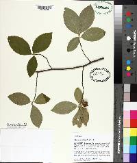 Stewartia malacodendron image