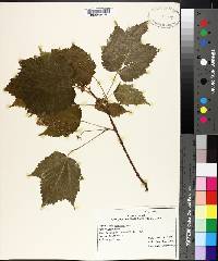 Acer spicatum image