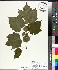 Acer spicatum image