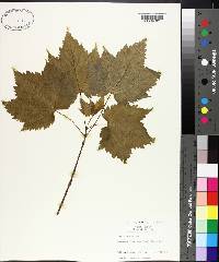 Acer spicatum image