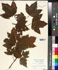 Acer rubrum var. drummondii image