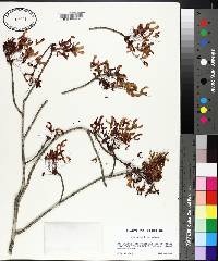 Acer rubrum var. rubrum image