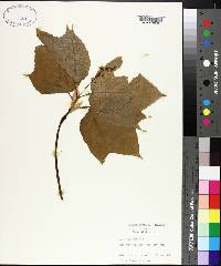 Acer pensylvanicum image