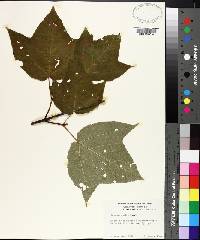 Acer pensylvanicum image