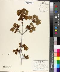 Acer glabrum image