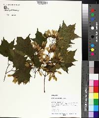 Acer leucoderme image