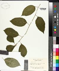 Celastrus scandens image