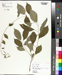 Celastrus scandens image