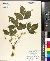 Staphylea trifolia image