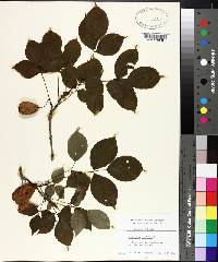 Staphylea trifolia image