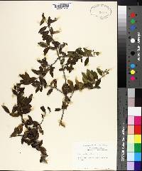 Ilex vomitoria image