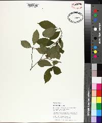 Ilex ambigua image