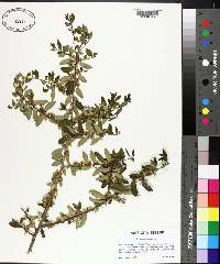 Ilex vomitoria image