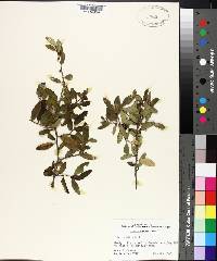 Ilex vomitoria image