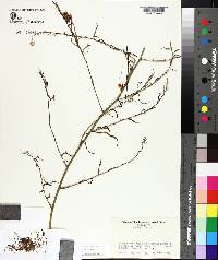 Cuscuta gronovii image