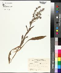 Cynoglossum officinale image