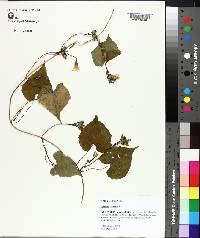 Ipomoea lacunosa image